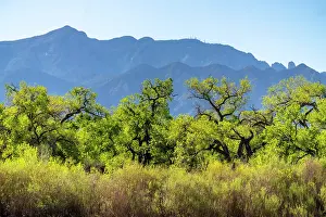 Gordon: USA, New Mexico. Sandia Mountains and cottonwood