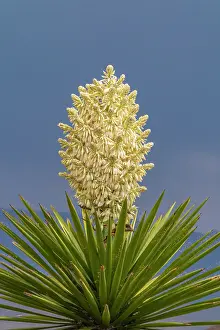 Gordon: USA, New Mexico, Sandoval County. Yucca plant in bloom