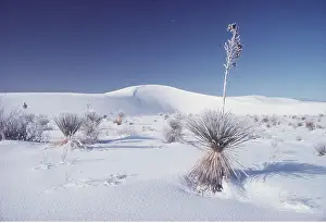 Tranquillity: USA, New Mexico - White Sands National Monument