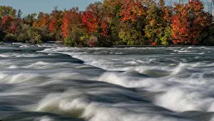 Current: USA, New York. Niagara River, fall foliage and rapids