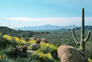 Brittlebush: USA - Ocotillo, Brittlebush & Saguaro Cactus