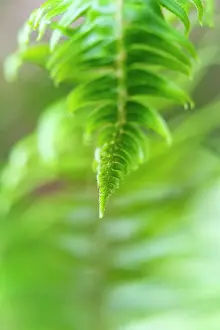 Olympic: USA, Olympic National Park, common sword fern, Polystichum