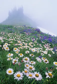 Gary: USA, Olympic National Park, Washington