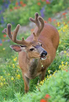 Hemionus: USA, Olympic National Park, Washington