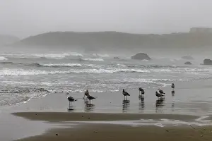 Hollice: Usa, Oregon, Bandon. Bandon Beach, Late Afternoon