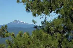 Ponderosa: USA, Oregon, Bend, Deschutes National Forest