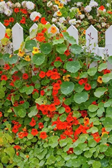 Darrell: USA, Oregon. Cannon Beach and Cottage Garden with