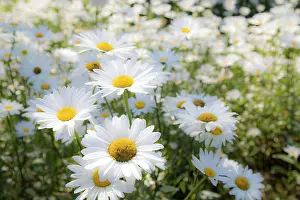 Daisy: USA, Oregon, Cannon Beach. Large planting of Shasta