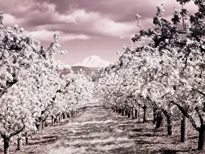 Eggers: USA, Oregon, Columbia Gorge. Infrared of Spring