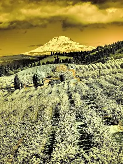 Eggers: USA, Oregon, Columbia Gorge. Infrared of Spring