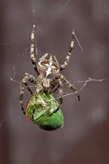 Diadematus: USA, Oregon, Keizer, a cross spider (Araneus