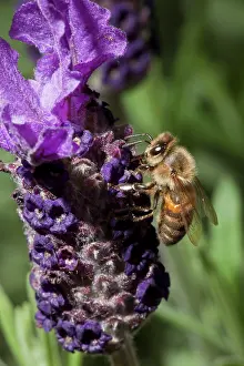 Pollinating: USA, Oregon, Keizer, a honey bee (Apis mellifera)
