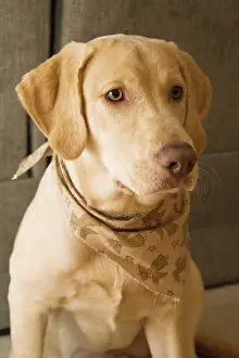 Release: USA, Oregon, Keizer. Labrador Retriever