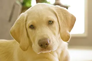 Release: USA, Oregon, Keizer. Labrador Retriever