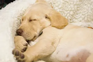Release: USA, Oregon, Keizer. Labrador Retriever