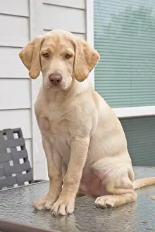 Release: USA, Oregon, Keizer. Labrador Retriever