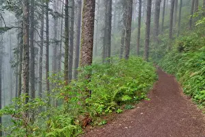 Lookout: USA, Oregon. Lookout State Park trail with fog amongst