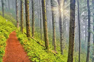 Lookout: USA, Oregon. Lookout State Park trail with fog amongst