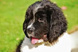Landseer: USA, Oregon, Portland. Portrait of Landseer