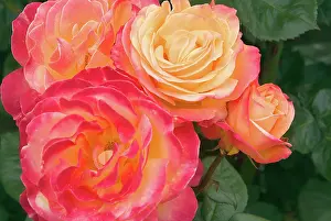 Test: USA, Oregon, Portland, Roses growing in