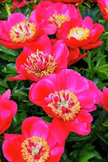 Salem: USA, Oregon, Salem. Area garden with bright pink