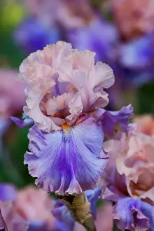 Iris: USA, Oregon, Salem. Bearded iris in garden