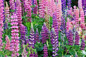 Lupine: USA, Oregon, Salem. Bearded iris and lupine in multiple