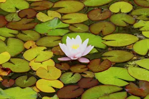 Lily: USA, Oregon, Shore Acres State Park and lily pads