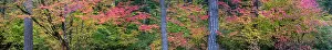 Jones: USA, Oregon, Silver Falls State Park. Autumn forest