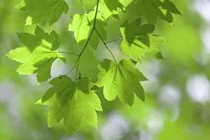 Oregon: USA, Oregon, Silver Falls State Park. Close-up of vine maple