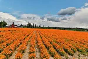 Silverton: USA, Oregon, Silverton. Field of orange Wallflowers