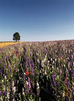 Fragility: USA, Oregon, Single tree in Delphiniums