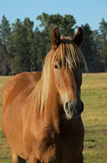 Ponderosa: USA, Oregon, Sisters, Close-up of horse