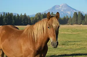 Ponderosa: USA, Oregon, Sisters, view of Three Sisters