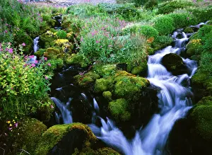 Exposure: USA, Oregon, View of waterfall in forest