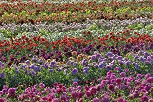 Dahlia: USA, Oregon, Wilsonville. Dahlia field layering