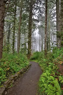 Hollice: Usa, Oregon, Yachats. Cape Perpetua