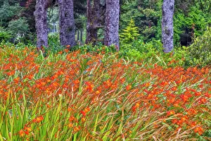 Hollice: Usa, Oregon, Yachats. Plantings