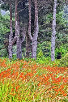 Hollice: Usa, Oregon, Yachats. Plantings