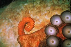 Spiral: USA, Pacific Northwest. Giant Pacific octopus