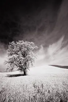 Wheat: USA, Palouse Country, Infrared Palouse fields and lone tree