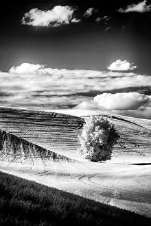 Amber: USA, Palouse Country, Washington State. Infrared