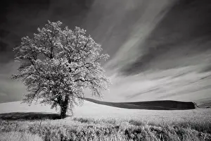 Wheat: USA, Palouse Country, Washington State. Infrared