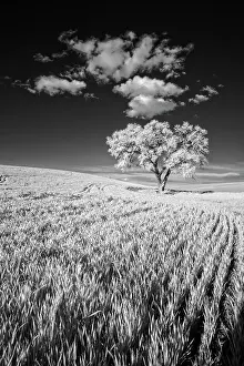 Wheat: USA, Palouse Country, Washington State, Infrared