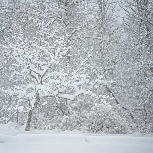 Pennsylvania: USA, Pennsylvania, Delaware Water Gap. Snow-covered forest