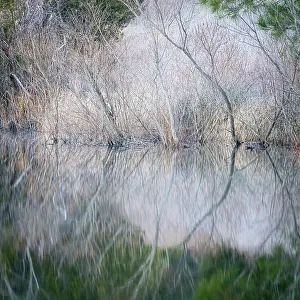 Pennsylvania: USA, Pennsylvania, Delaware Water Gap. Frosty winter trees