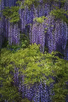 Wisteria: USA, Pennsylvania, Longwood Gardens. Wisteria trees