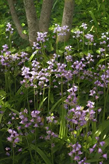 Bluebell: USA, Pennsylvania, Longwood Gardens. Bluebell flowers in