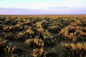 Prairies: USA - Prairie in Wyoming