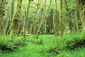Cottonwoods: USA - Rainforest Succession Growth of Cottonwoods and Alders